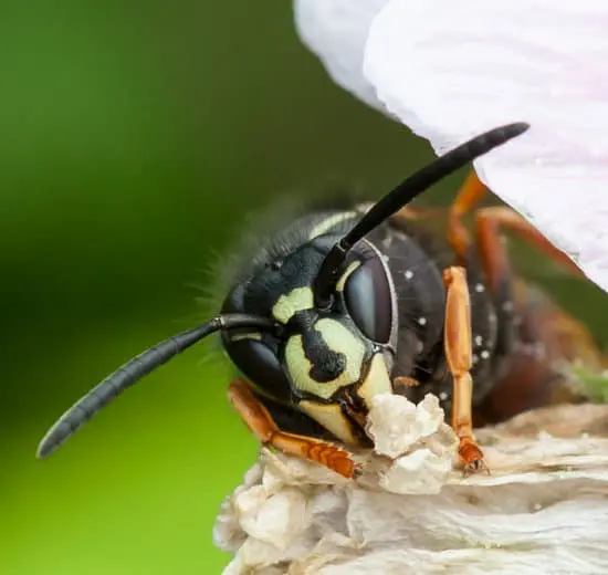 Wasp