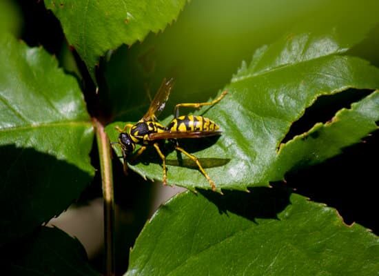 How Can Wasps Squeeze Through Small Spaces?