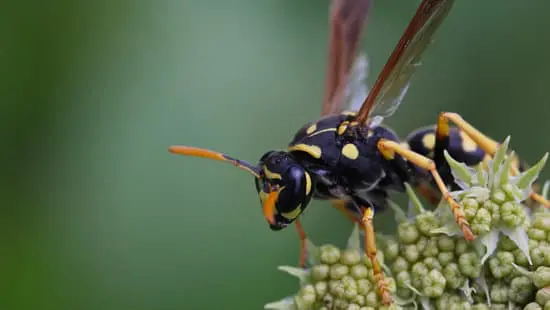 Can You Use Vinegar to Get Rid of Wasps?