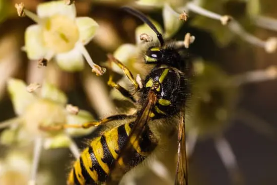 Wasp
