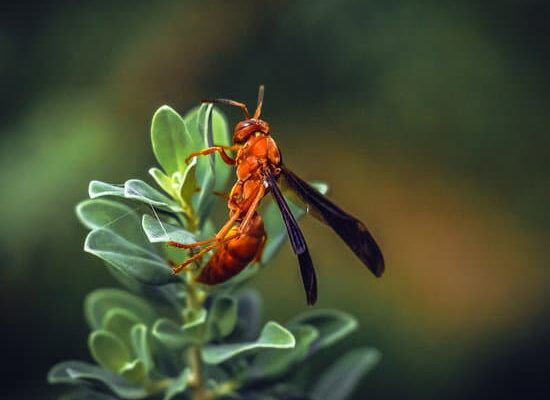 Why Are Wasps Beneficial?