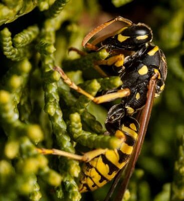 Why Are Wasps So Annoying?