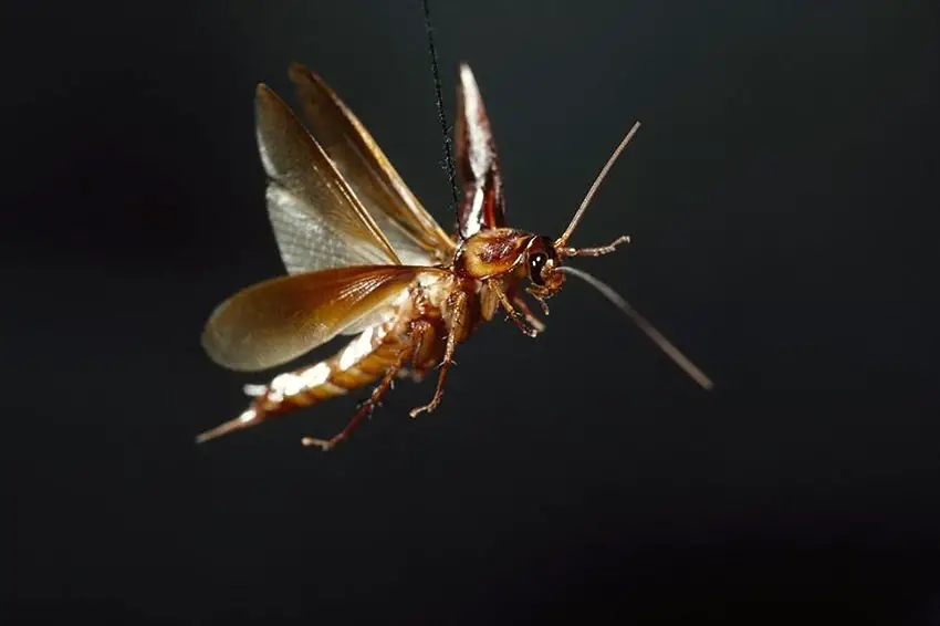 An image of a flying cockroach
