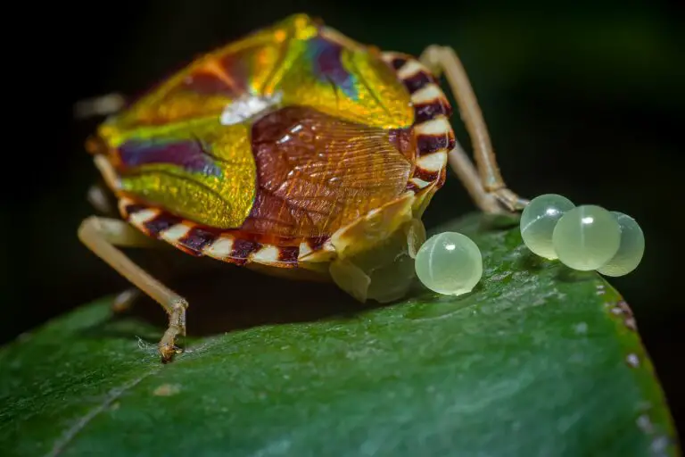 Close Up View of Bed Bug Eggs