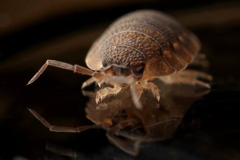 Close-up of Bed Bug Bites Indicating Common Symptoms