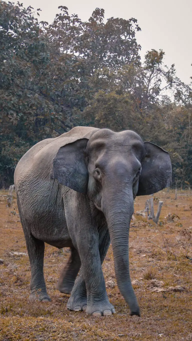 Are elephants afraid of mice? A gray elephant walking on brown grass field