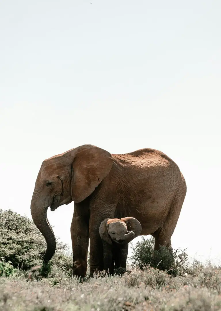 Are elephants afraid of mice? This image captures the gentle nature of elephants and challenges myths about their fears.