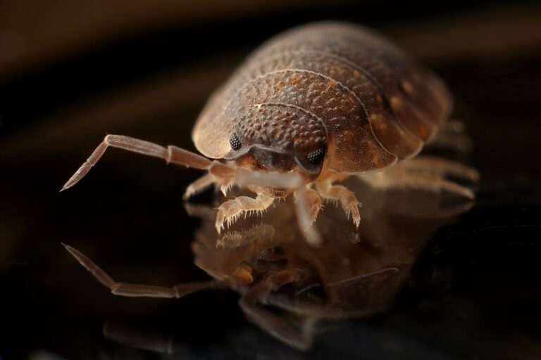 Bed bug exterminator costs and considerations