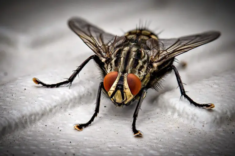 Can roaches fly, Macro Photo of Black Fly