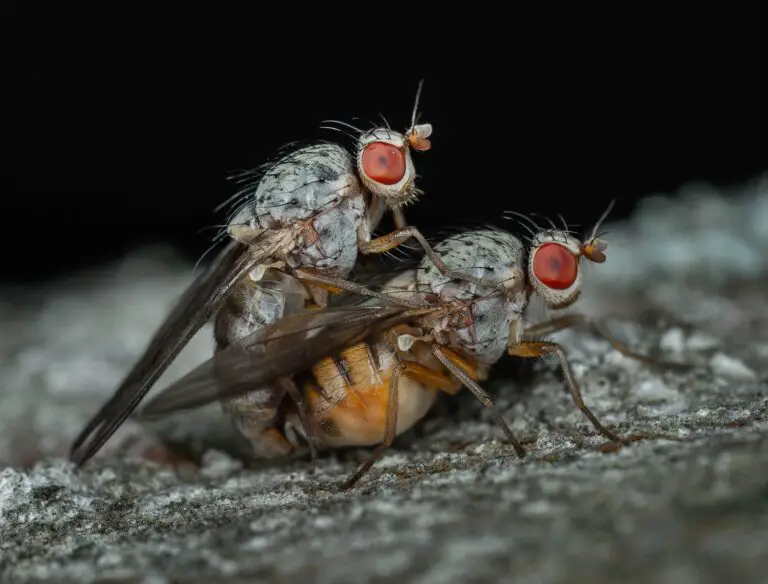 Close-Up of Drain Flies Lifecycle