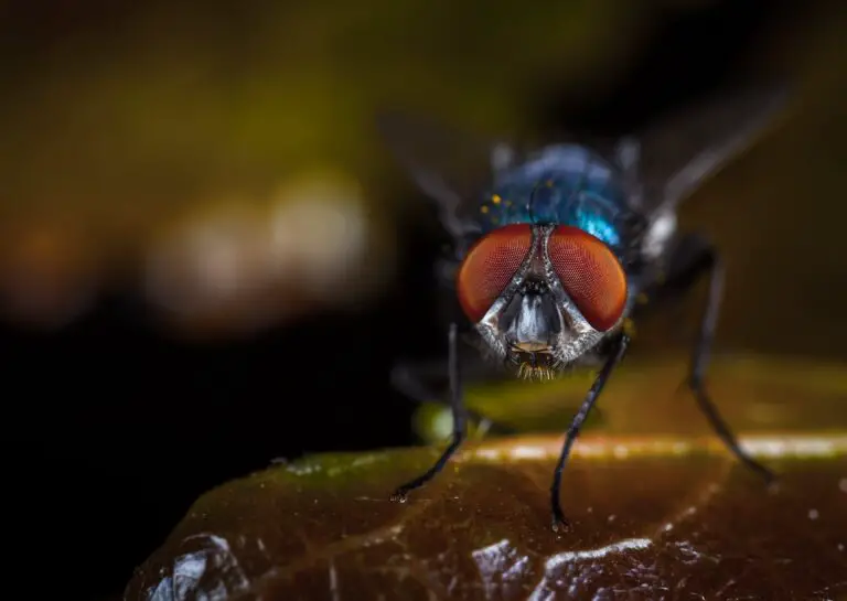 Close-up of a dobson fly perched on a leaf