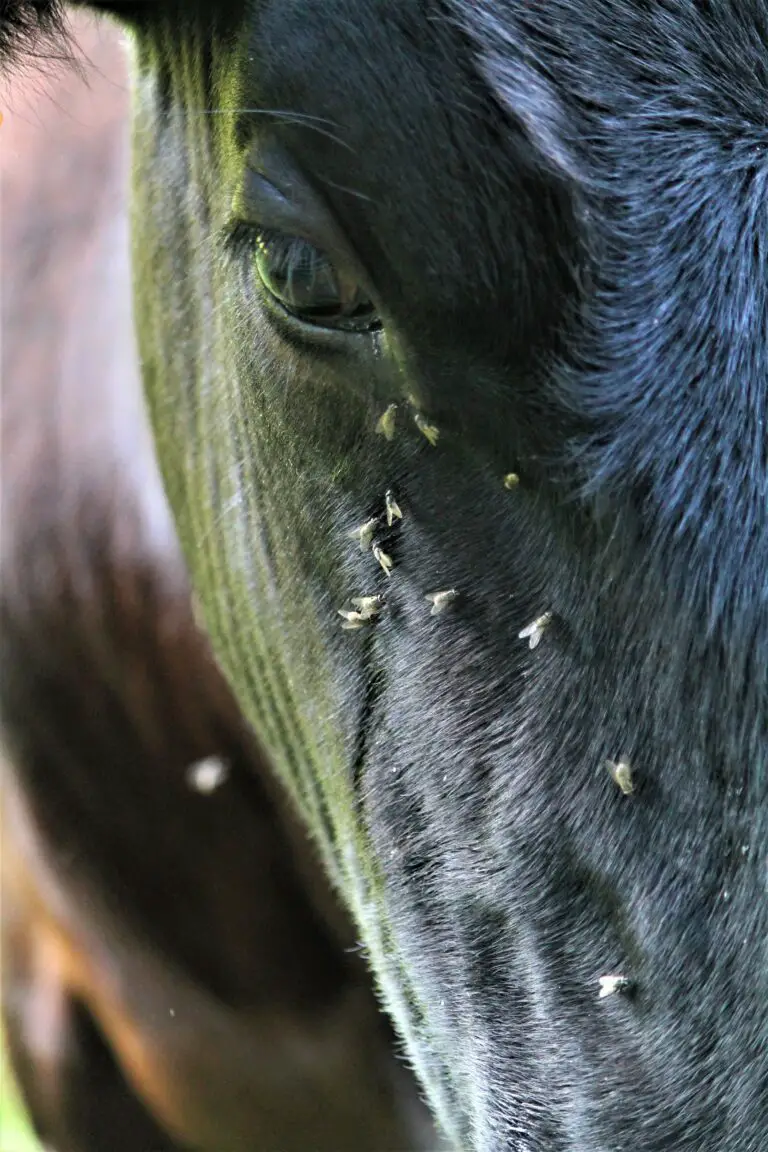 Close-up of drain flies, an unexpected home visitor