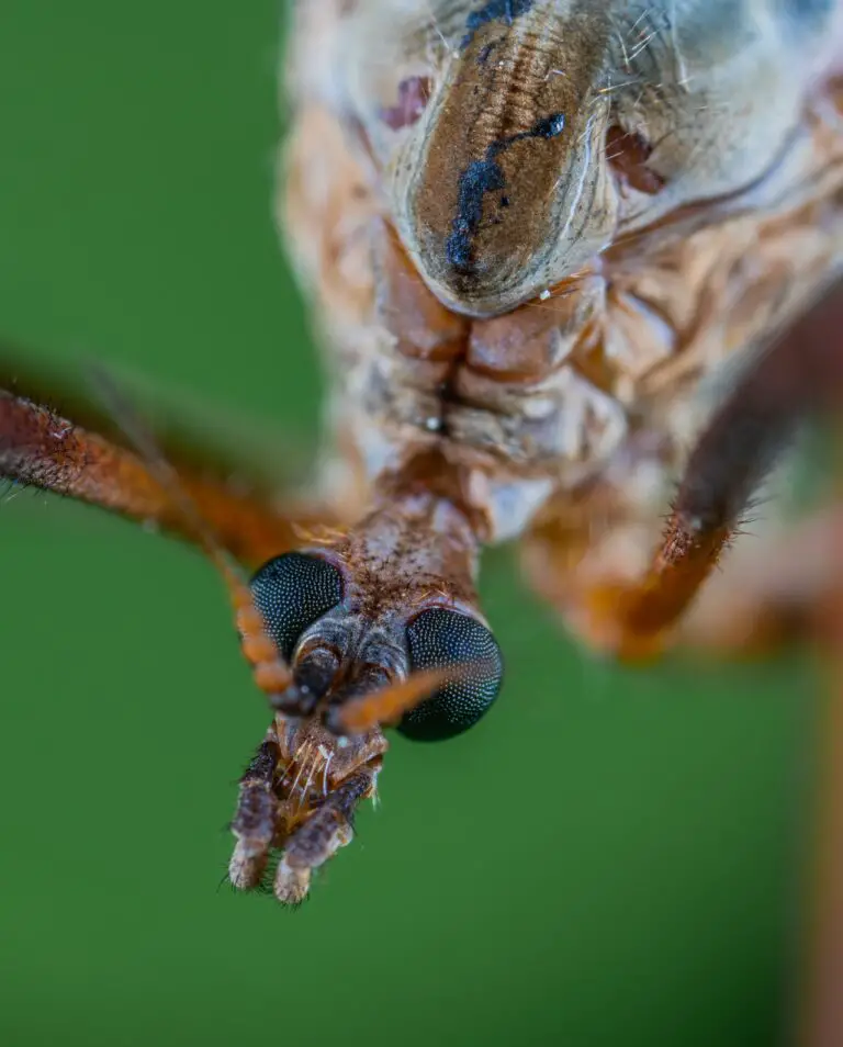 Crane fly close-up, dispelling myths and showcasing true nature