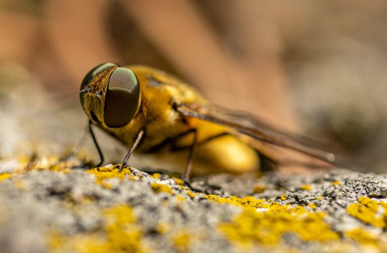 Detailed view of a horse fly, a pesky pest