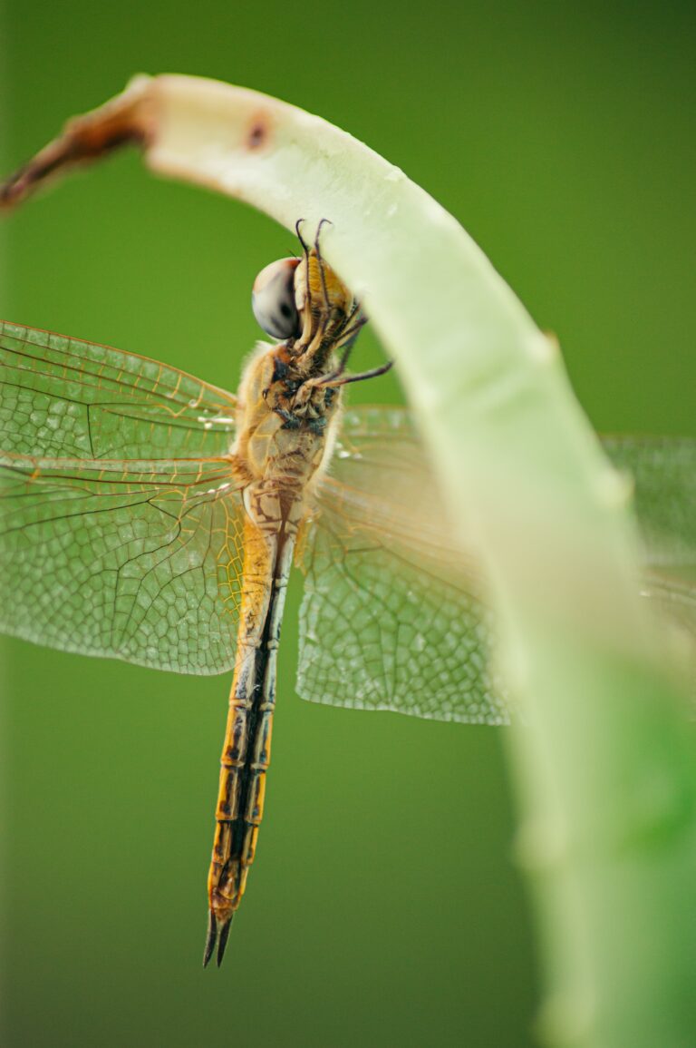 Dragonfly with transparent wings resting on plant stem, highlighting the need for dragon fly conservation