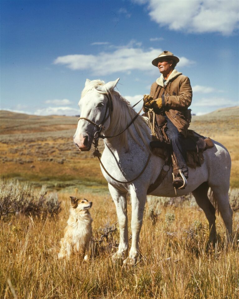 Farmer man with a horse and dog in a field, representing horse fly controls