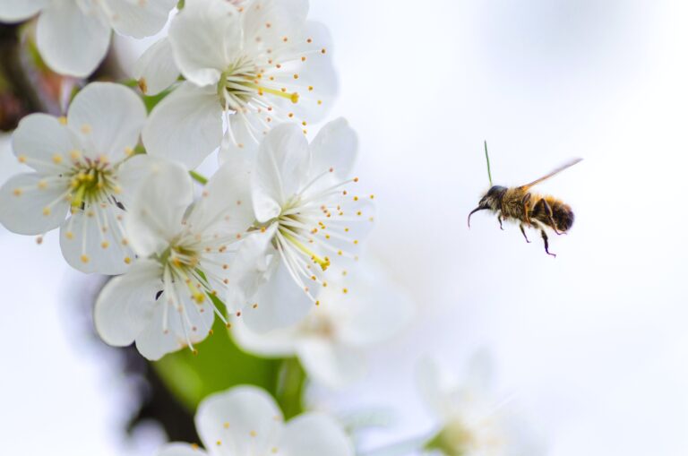 Fly lifespan knowledge assists in pest control and ecological understanding