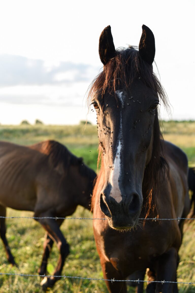 Horse fly on a horse