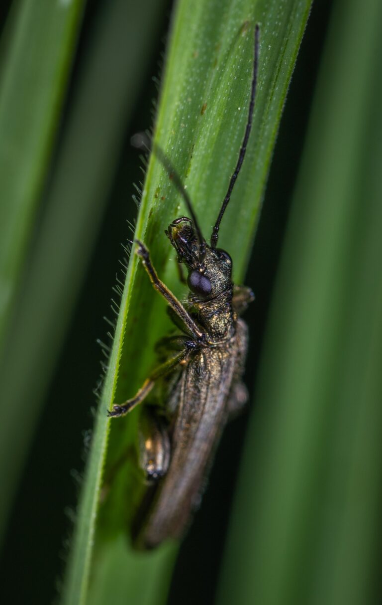 Impact of environment and genetics on how long do flies live