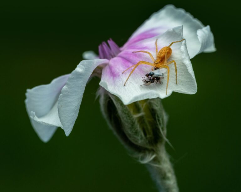 Lifespan of flies - A Spider and Flies on a Petal of a Flower