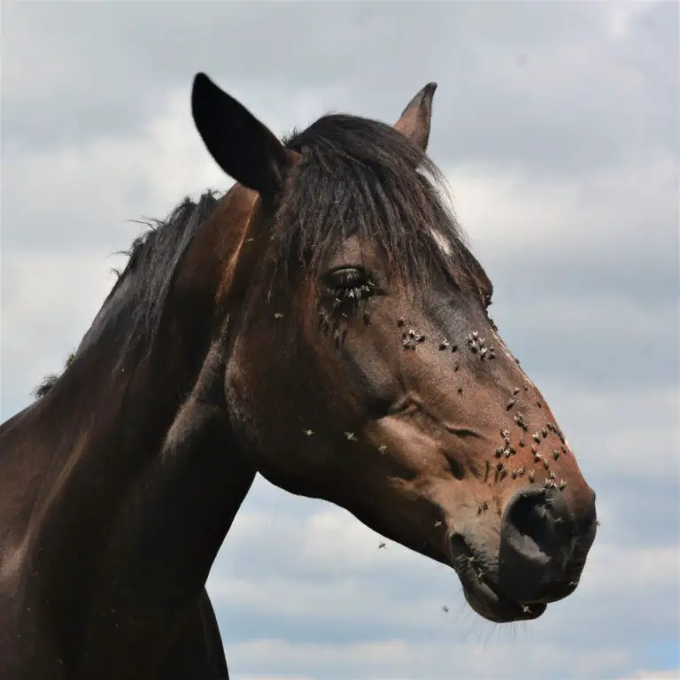 Pesky horse fly disturbing a calm brown horse