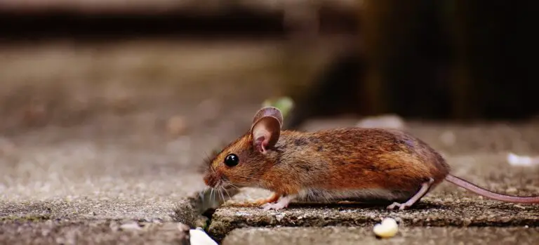 Wild mice eating in natural habitat