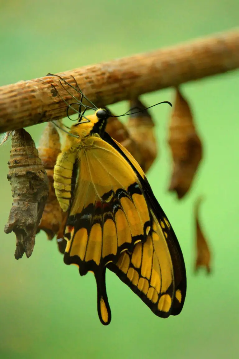 Yellow and Black Butterfly, also known as crane fly