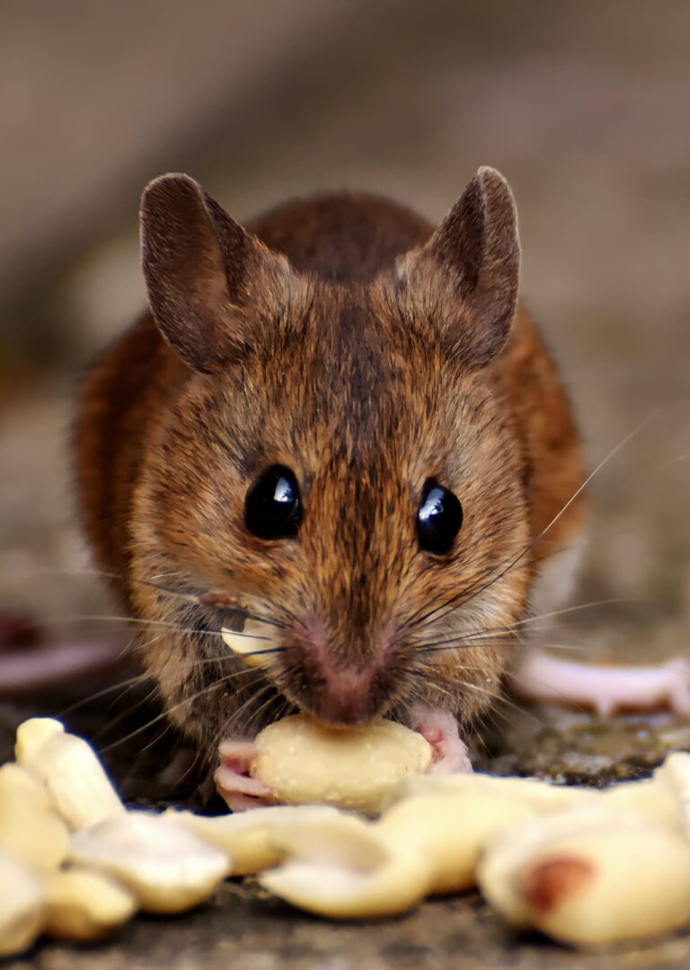 can mice climb walls pest control