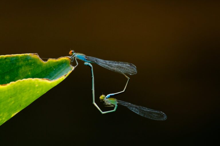 dragon fly garden with Green and Blue Dragonflies on Green Leaf