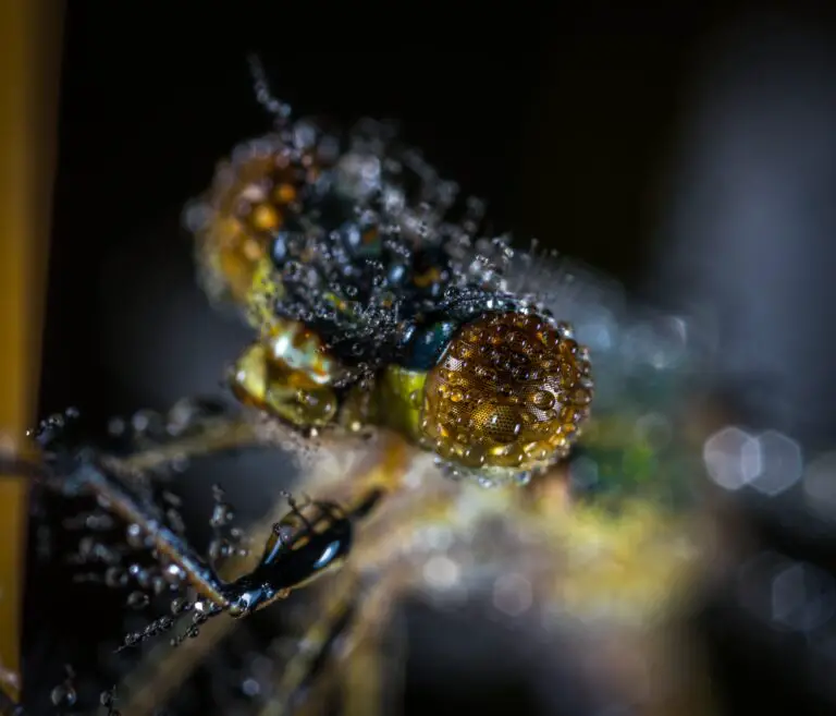 dragon fly in nature