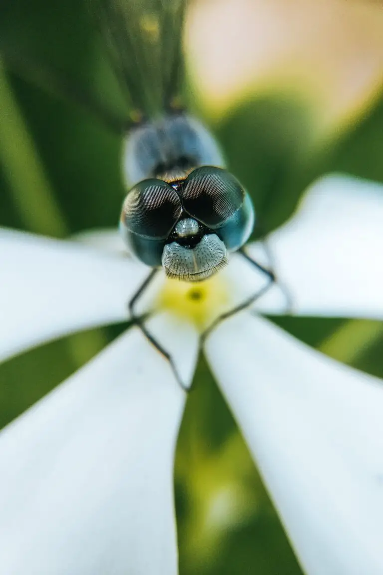 dragon fly with transparent wings on a flower